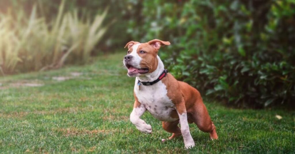 American Staffordshire Terrier