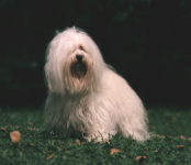 Bichon Havanese