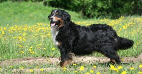 Bovaro del Bernese