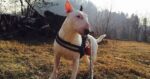 bull terrier